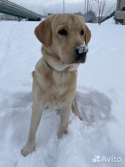Кобель лабрадора вязка