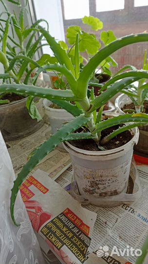 Алоэ лечебный