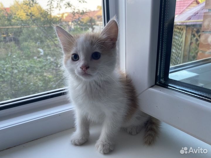 Котята мальчики в добрые руки