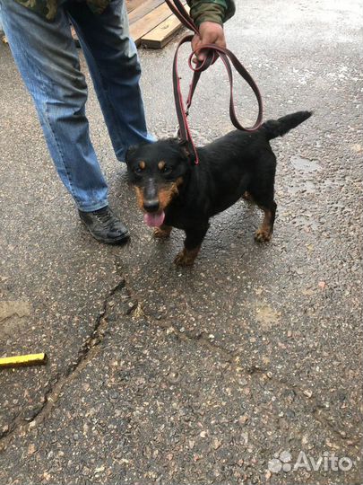 Ягдтерьер даром