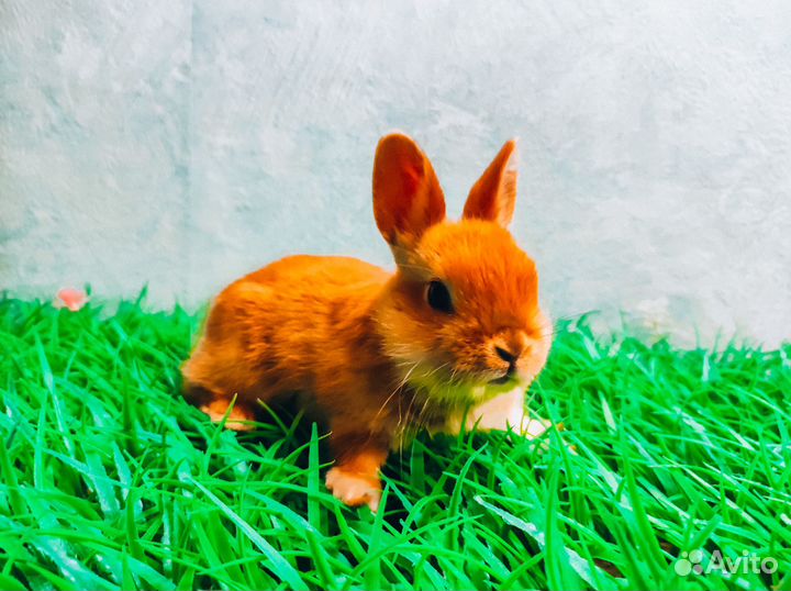 Карликовые крольчата - Большой выбор крольчат