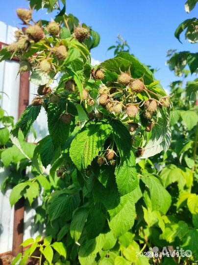 Саженцы малины. Патриция