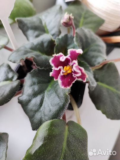 Комнатные растения фиалки каланхоэ суккуленты