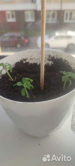 Томат болконный,Оранжевый,семена,рассада помидор