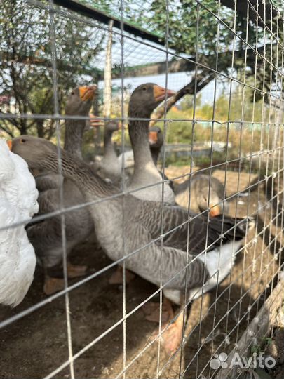 Гуси, утки,петухи