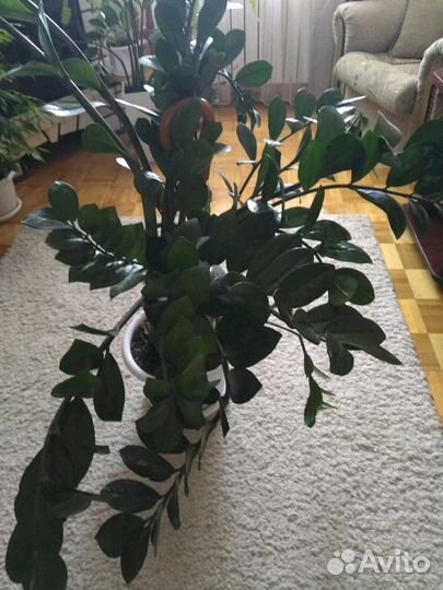 Замиокулькас