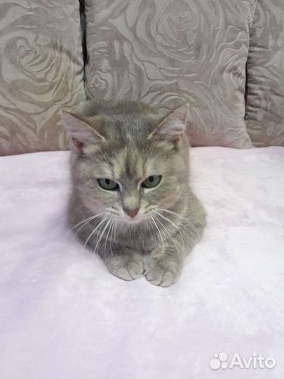 Зеленоглазая красотка кошечка кошка