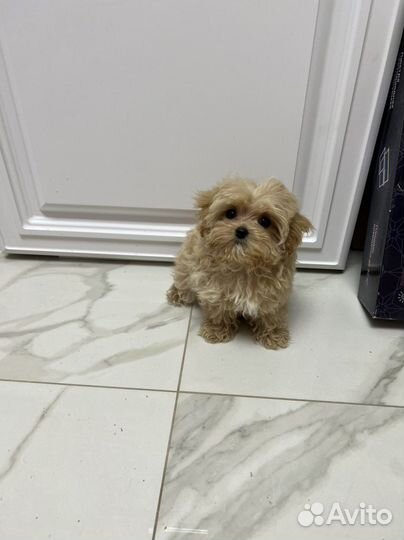 Мальтипу ф1 микро Корея мальчик карамель Baby Face