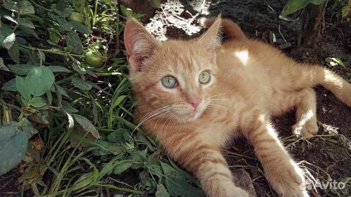 Котенок ищет дом