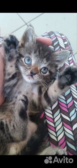Котик в дар