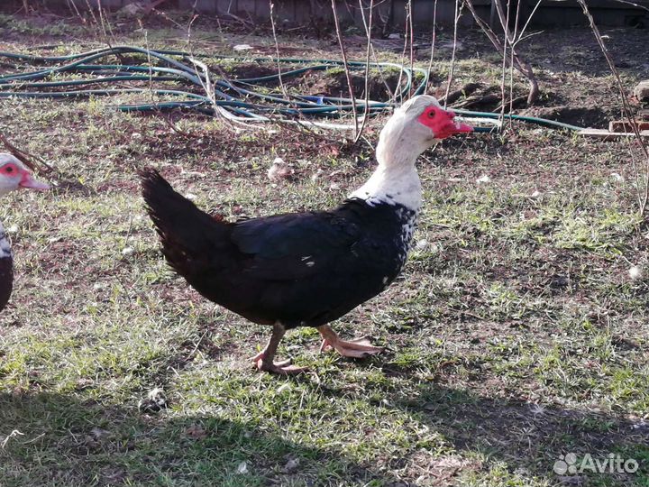 Мускусные утки