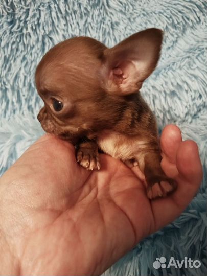 Супер мини чихуахуа