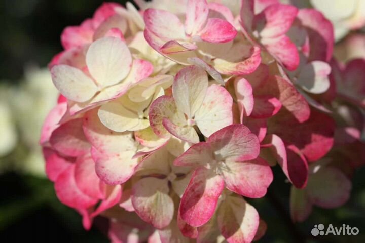 Самарская лидия метельчатая гортензия