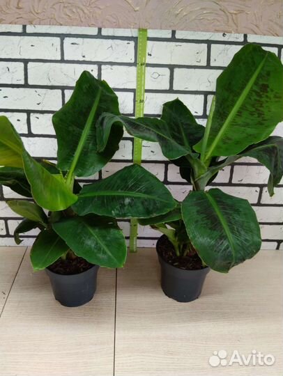 Банан комнатный