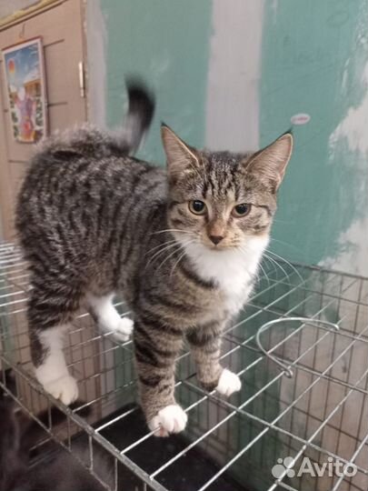 Котята в добрые руки даром