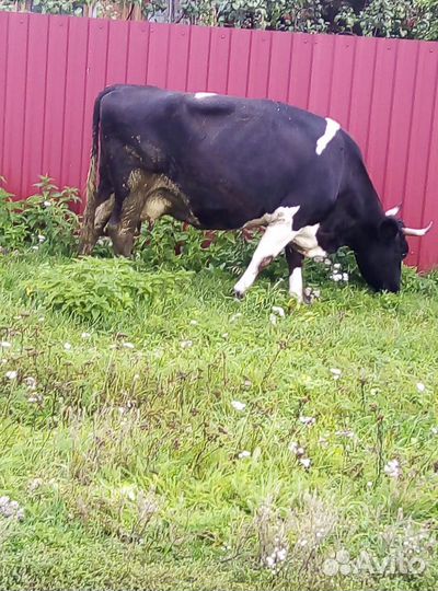 Продается дойная корова