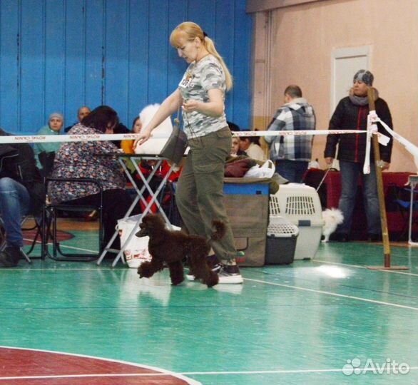 Жених шоколад
