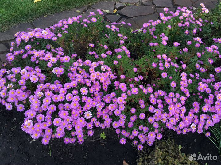 Астра (низкорослая) жасмин (садовый)