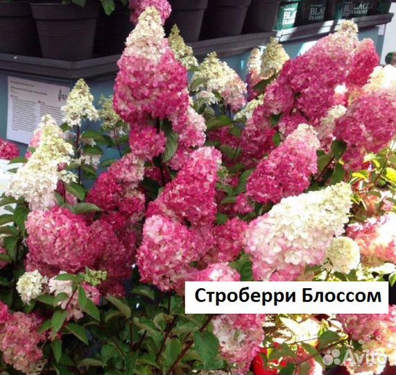 Саженцы гортензии