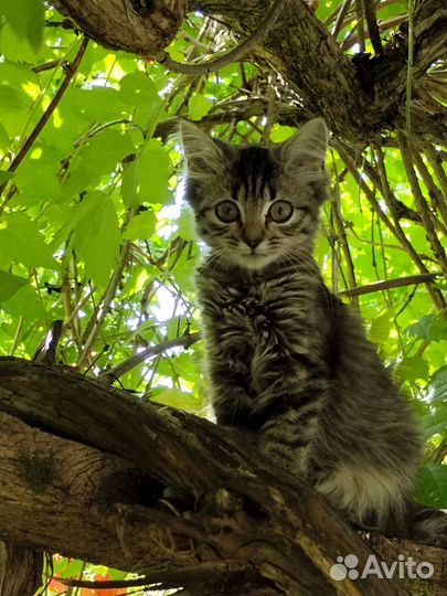 Отдам в добрые руки