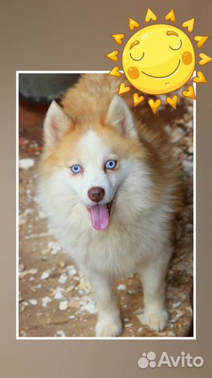 Помски кобели