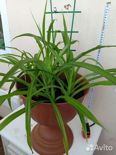 Хлорофитум