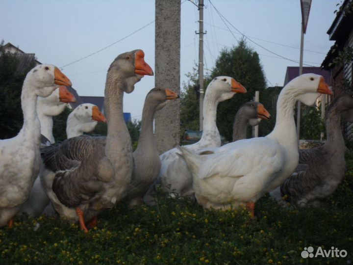 Гуси холмогорские