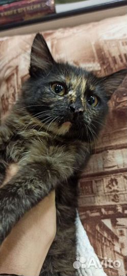 Котенок кошка