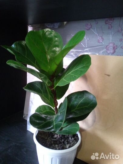 Фикус лировидный