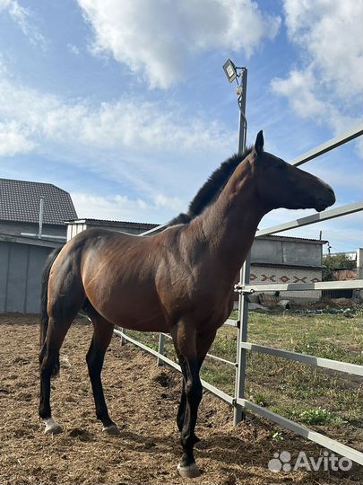 Жеребец Чистокровный Английский Верховой