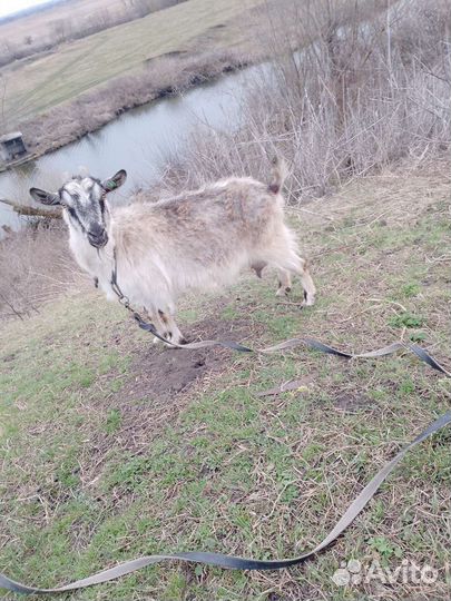 Овцы бараны козы ягнята