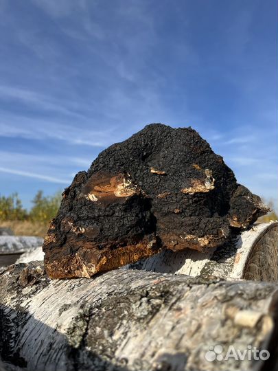 Чага березовая, 1 кг