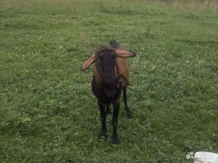 Чешский козел