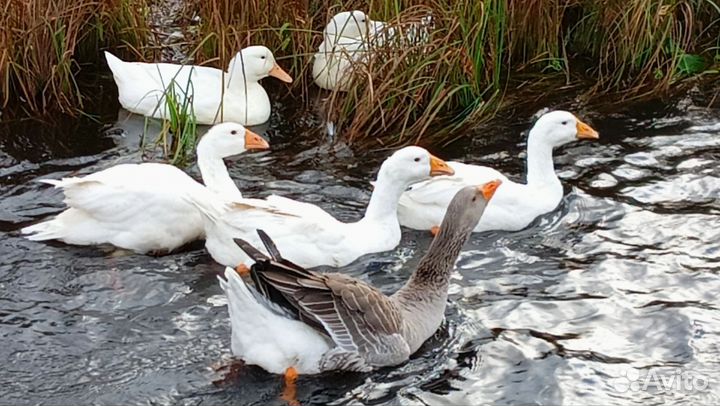 Гусь ручной