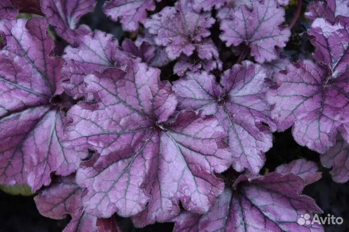 Саженцы гейхеры