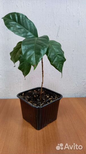 Кофейное дерево комнатное