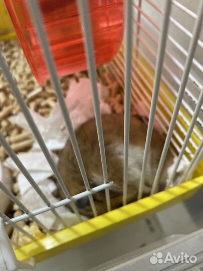 Отдаю даром сирийского хомяка