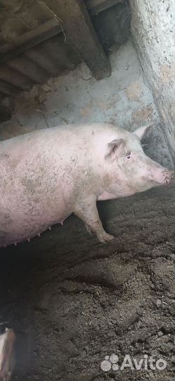 Свиноматка