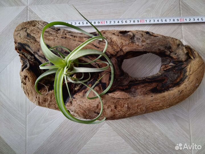 Коряги для террариума