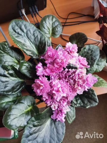 Фиалка лист