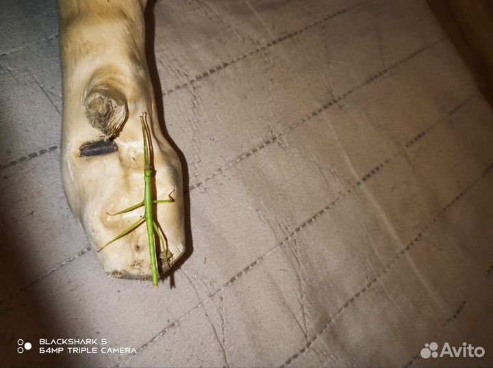 Яйца палочников разных видов