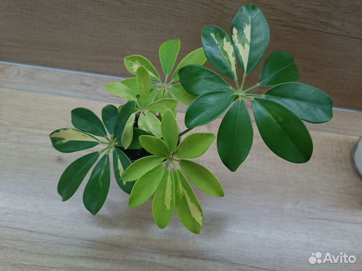 Комнатные цветы