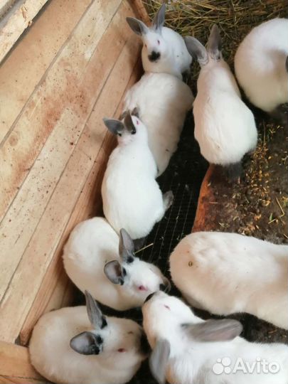 Кролики мясных пород