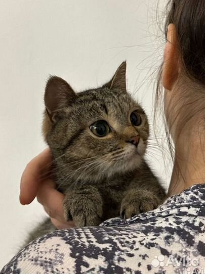 Ласковый котенок в добрые руки