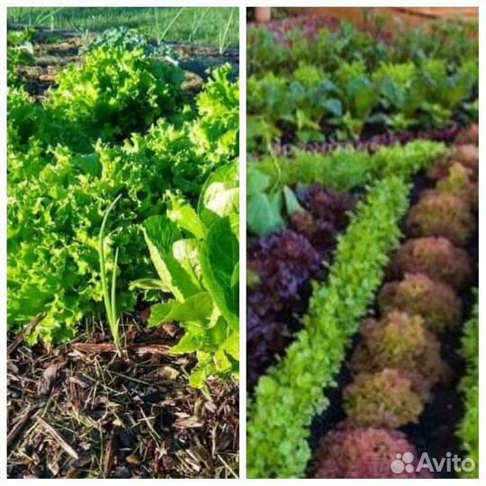 Удобрение из кофе