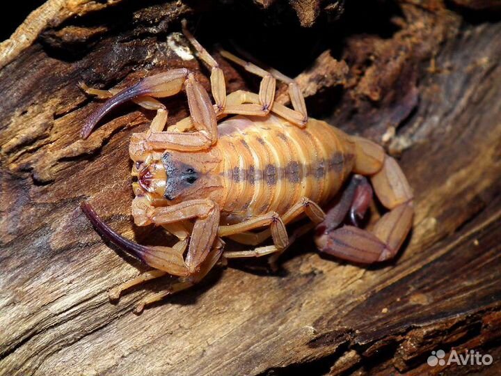 Скорпион, Tityus stigmurus