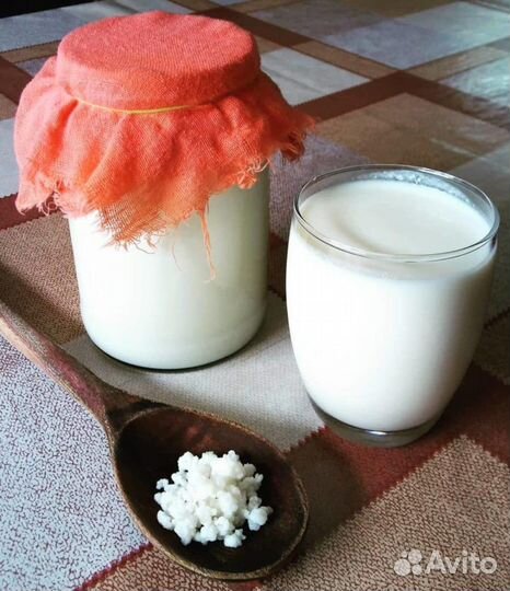 Тибетский молочный гриб