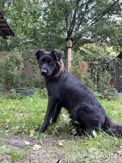Кобель дворняжка