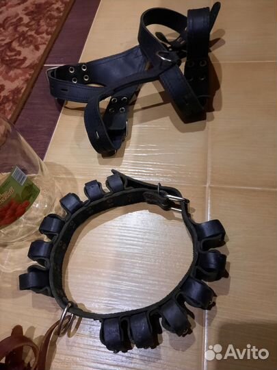 Ошейник. Шлейки