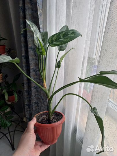 Комнатное растение